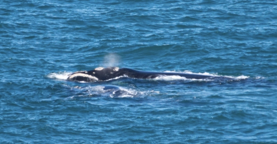 Commercial Property for Sale in Breakwater Bay Eco Estate Western Cape